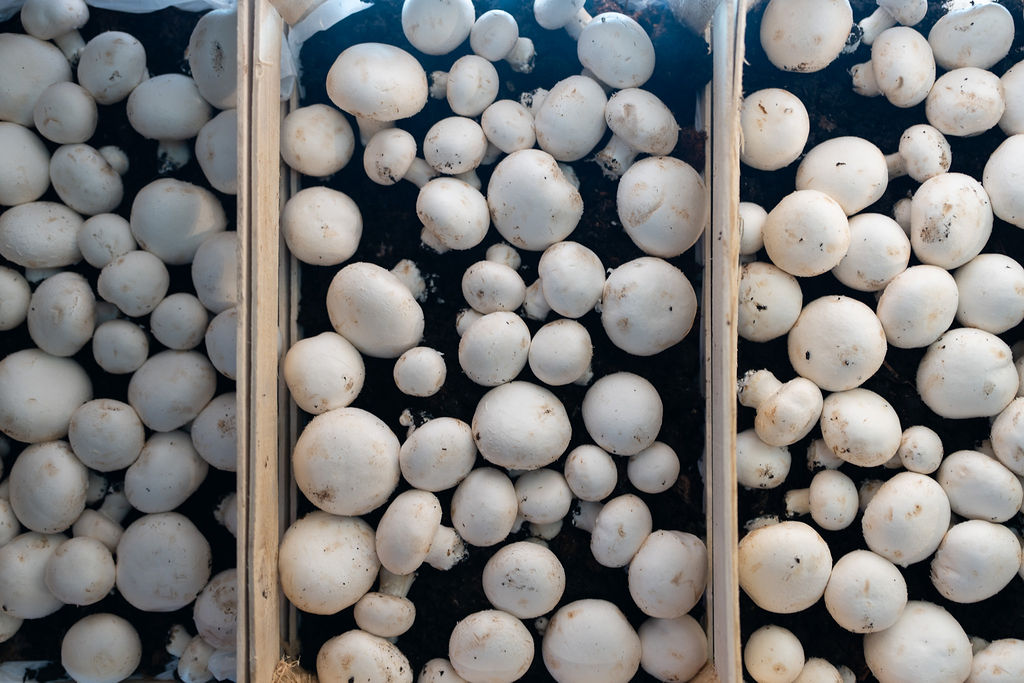 button mushroom carboxymethyl chitosan