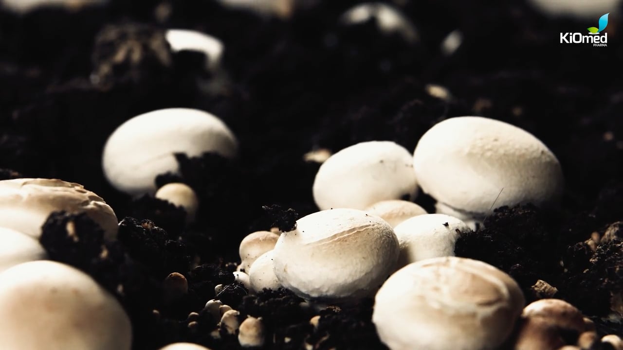 Carboxymethyl chitosan KiOmed Pharma